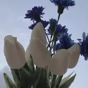 mtの画像