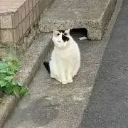 (*´꒳`*)の画像