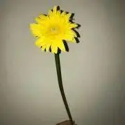 おだんごの画像