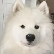さつまいもプリンの画像