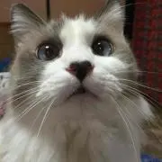 あ〜たんままの画像