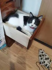 プチャネコの画像