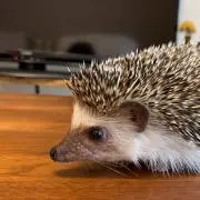 まめだいふくの画像