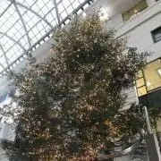flowersの画像