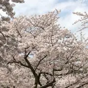 めぐみ