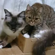 アキヤス
