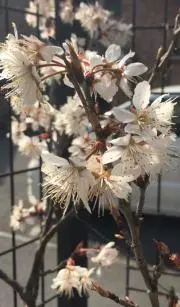 ゆんの画像