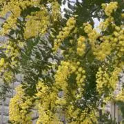 mimosaの画像