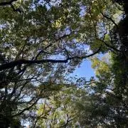 はちの画像