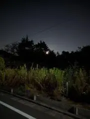 pugの画像