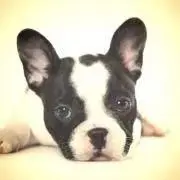 めっちの画像