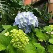 Bleaの画像
