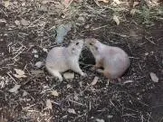 よっしーの画像
