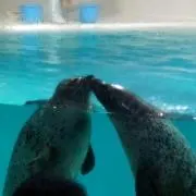 きつねりんの画像