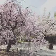 さくら