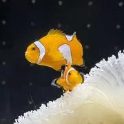 にくの画像
