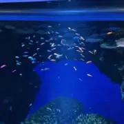 ともこ