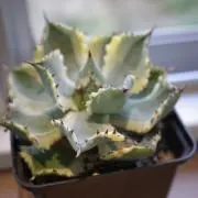 tysの画像