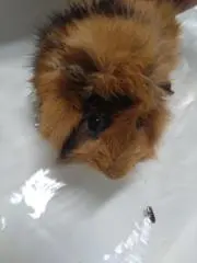 小さくてかわいいが好き