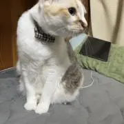 あやの画像