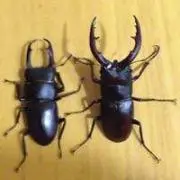 KIMIの画像