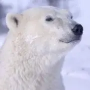 白熊★大きいサイズ★の画像