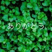 前出の画像