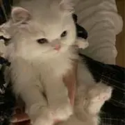 rちゃんの画像