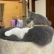 猫のしっぽ♡プロフィール必読