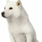 ハッピーの画像