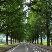 よしみんの画像