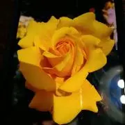 びーたんの画像