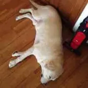 ビッグイヤーの画像