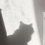 asagaoの画像