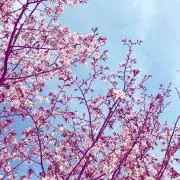 きょんの画像