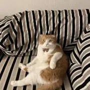 ぐぅ　プロフィール確認お願いしますの画像