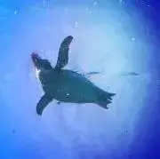 飛行ペンギンの画像