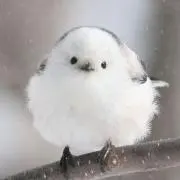 kuroyukiの画像