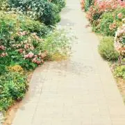 dolceの画像