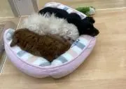 CoCoの画像