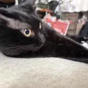 ぱぴこの画像
