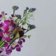 ハルの画像