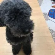 ちょこちょこの画像