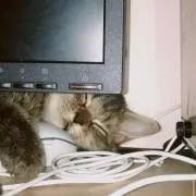 しうの画像
