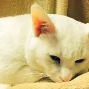 Kの画像