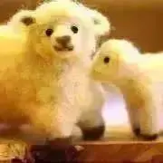 めぇめぇ❁