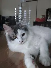 しろねこの画像
