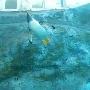 剱岳の見える秋景 川村親光 ※更なる大幅値下げ中※ - メルカリ