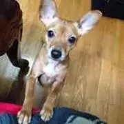 栗