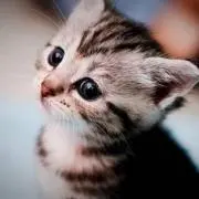 ねねこの画像